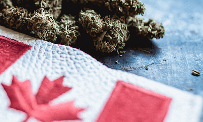Top Weedmpas Alternative for Marijuana Dispensary Owner in Canada