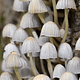 magic mushrooms dispensary in burnaby