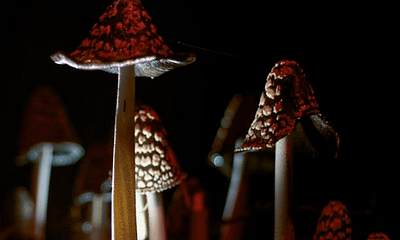 magic mushroom fast delivery at mungus